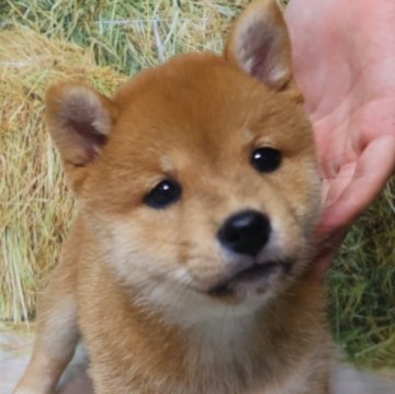 柴犬(標準サイズ)【北海道・女の子・2025年6月25日・赤】の写真「まるまる赤柴🌸トイレトレーニングしてます」