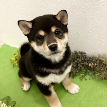 柴犬(標準サイズ)【北海道・女の子・2025年2月7日・黒】の写真「健康診断異常なし🩷とても人懐こい」