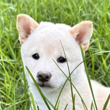 柴犬(標準サイズ)【北海道・女の子・2025年7月30日・白】の写真「大人気白柴女の子垂れ目が特徴❣️」