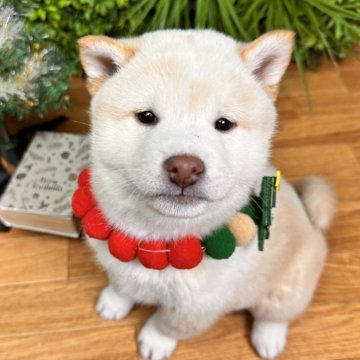 柴犬(標準サイズ)【北海道・男の子・2025年9月8日・白】の写真「極ぷくぷく!!トイレトレーニングok」