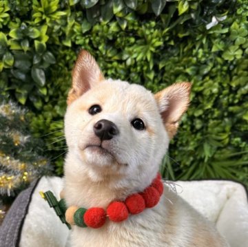 柴犬(標準サイズ)【北海道・女の子・2025年9月20日・白】の写真「健康診断異常なし✨人懐っこい🧡」