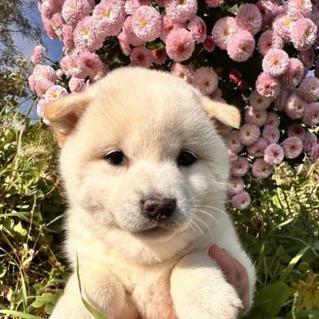 柴犬(標準サイズ)【北海道・女の子・2025年9月3日・白】の写真「優しい顔つき🪽トイレトレーニング済み」