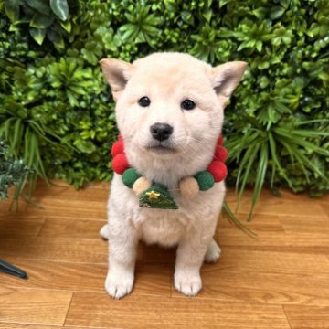 柴犬(標準サイズ)【北海道・女の子・2025年9月20日・柴】の写真「極ぷくぷく柴🩷」