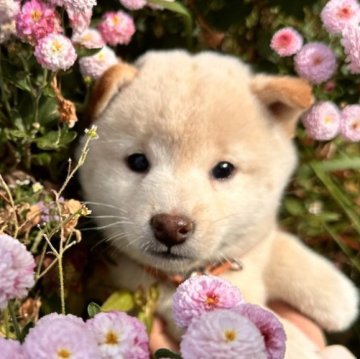 柴犬(標準サイズ)【北海道・女の子・2025年8月16日・白】の写真「まるまるとした女の子✨💓」