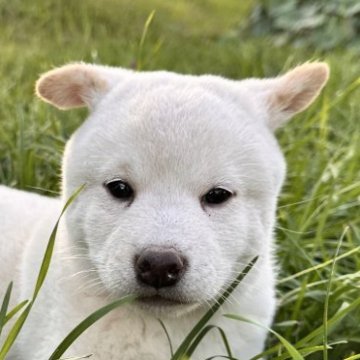 柴犬(標準サイズ)【北海道・男の子・2025年7月30日・白】の写真「ぷくぷく柴　モフモフ✨ トイレトレーニング」