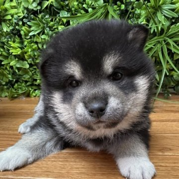 柴犬(標準サイズ)【北海道・男の子・2025年10月19日・黒】の写真「極ぷくぷく🩷性格穏やか」