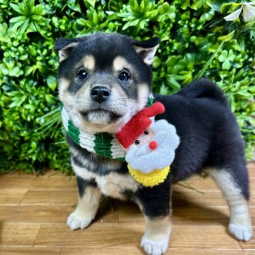 柴犬(標準サイズ)【北海道・男の子・2025年9月23日・黒】の写真「元気いっぱい！健康診断異常なし🙆‍♀️🩷」