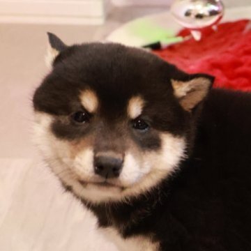 柴犬(標準サイズ)【北海道・女の子・2025年10月19日・黒】の写真「ぷくぷく柴🩷健康診断異常なし！！」