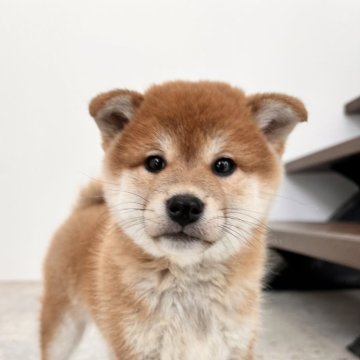 柴犬(標準サイズ)【北海道・女の子・2025年8月20日・赤】の写真「美形！日本犬らしい赤柴の女の子🫶🏻大人しめです」