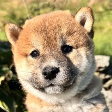 柴犬(標準サイズ)【北海道・男の子・2025年8月16日・赤】の写真「ぷくぷくで体のながさバランスがいい💓」