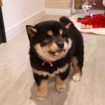 柴犬(標準サイズ)【北海道・男の子・2025年10月19日・黒】の写真「極ぷくぷく柴🩷健康診断異常なし！」