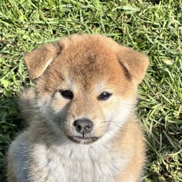 柴犬(標準サイズ)【北海道・男の子・2025年4月24日・赤】の写真「白い眉毛の赤柴らしい柴犬🩷とても大人しい！！」