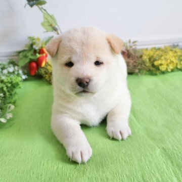 柴犬(標準サイズ)【北海道・女の子・2025年2月19日・白】の写真「小さめ柴」