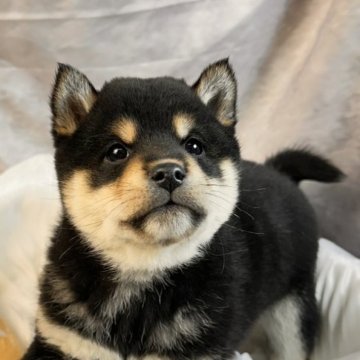 柴犬(標準サイズ)【北海道・男の子・2025年10月25日・黒】の写真「小さめ黒柴」