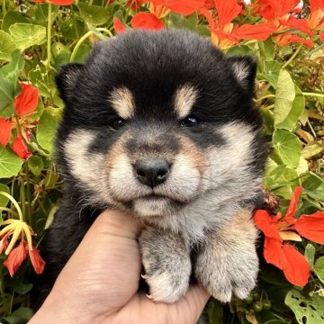 柴犬(標準サイズ)【北海道・女の子・2025年9月3日・黒】の写真「極むちむちぷくぷく柴💓人懐っこいです」