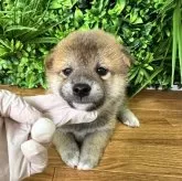 柴犬(標準サイズ)