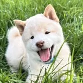 柴犬(標準サイズ)