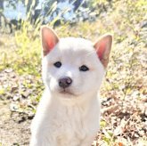柴犬(標準サイズ)