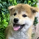 柴犬(標準サイズ)【北海道・男の子・2025年4月24日・赤】の写真1「835」