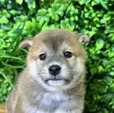 柴犬(標準サイズ)