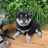 柴犬(標準サイズ)