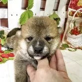 柴犬(標準サイズ)