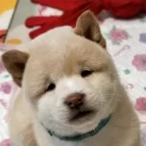 柴犬(標準サイズ)