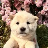 柴犬(標準サイズ)
