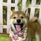 柴犬(標準サイズ)