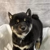 柴犬(標準サイズ)