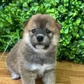 柴犬(標準サイズ)