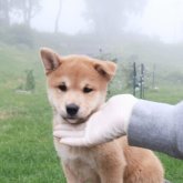 柴犬(標準サイズ)