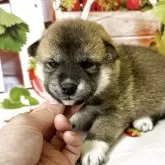 柴犬(標準サイズ)