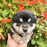 柴犬(標準サイズ)
