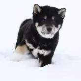 柴犬(標準サイズ)【北海道・男の子・2024年12月4日・黒】の写真1「4960」