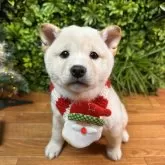 柴犬(標準サイズ)