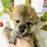 柴犬(標準サイズ)