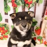 柴犬(標準サイズ)
