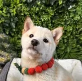 柴犬(標準サイズ)