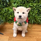 柴犬(標準サイズ)