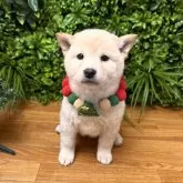 柴犬(標準サイズ)