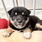 柴犬(標準サイズ)