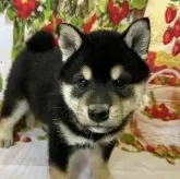柴犬(標準サイズ)【北海道・男の子・2025年5月8日・黒】の写真1