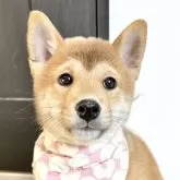 柴犬(標準サイズ)