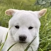 柴犬(標準サイズ)