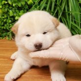 柴犬(標準サイズ)