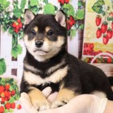 柴犬(標準サイズ)