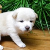 柴犬(標準サイズ)