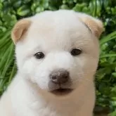 柴犬(標準サイズ)