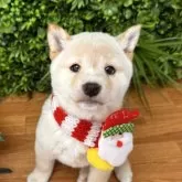 柴犬(標準サイズ)